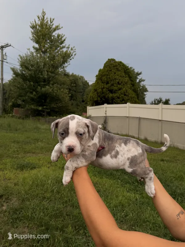 Diane – American Bully puppy for sale in Bowie, MD