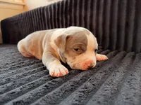 Diane, a female American Bully for sale in Bowie, MD – 5 of 10