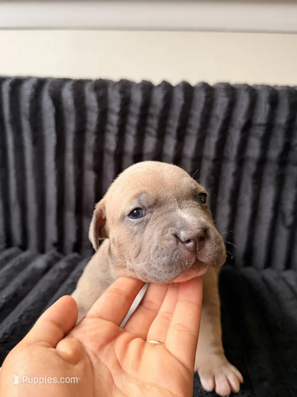 Yellow Collar – American Bully puppy for sale in Bowie, MD