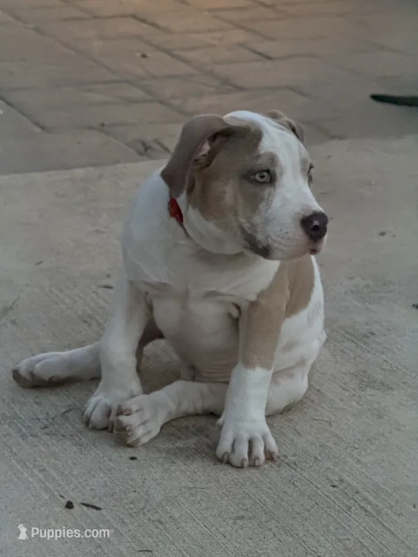 Kaido – American Bully puppy for sale in Bowie, MD
