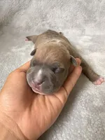 Yellow Collar, a female American Bully for sale in Bowie, MD – 2 of 10