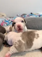 Piebald Merle Red Collar, a male American Bully for sale in Bowie, MD – 2 of 10