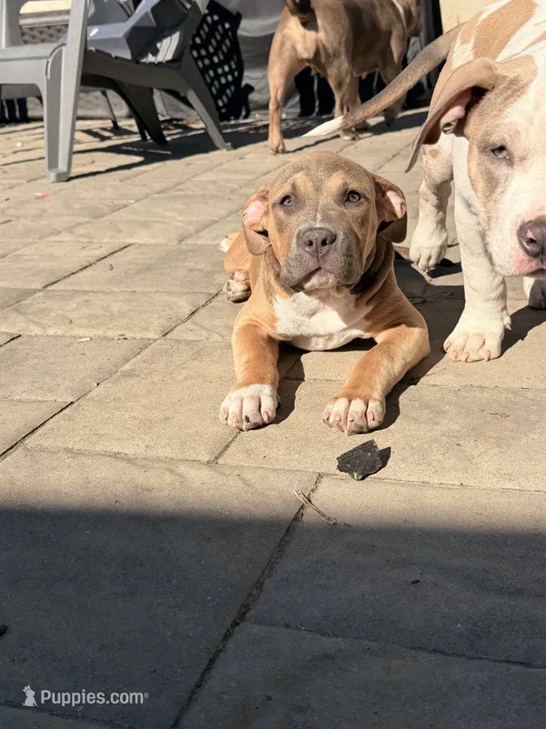 Sookie – American Bully puppy for sale in Bowie, MD