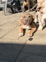 Sookie, a female American Bully for sale in Bowie, MD – 1 of 10