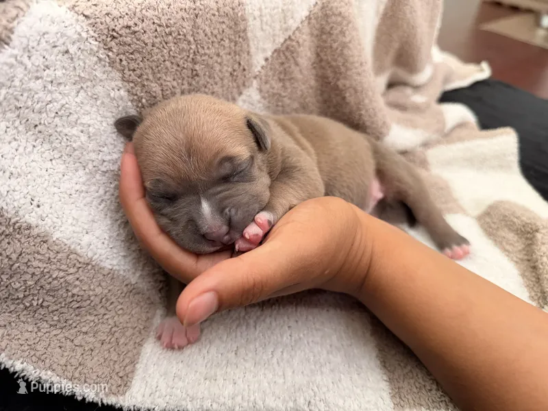 Yellow Collar – American Bully puppy for sale in Bowie, MD