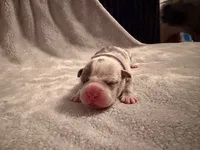 Diane, a female American Bully for sale in Bowie, MD – 8 of 10