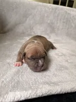 Yellow Collar, a female American Bully for sale in Bowie, MD – 4 of 10