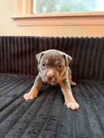 Merlin, a female American Bully for sale in Bowie, MD – 3 of 10