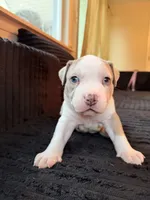 BAN, a male American Bully for sale in Bowie, MD – 3 of 10