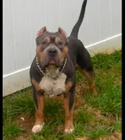 Pink Collar, a female American Bully for sale in Bowie, MD – 6 of 9