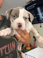 Diane, a female American Bully for sale in Bowie, MD – 2 of 10