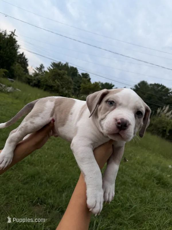 BAN – American Bully puppy for sale in Bowie, MD