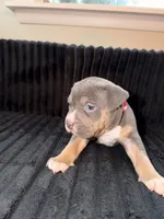 Merlin, a female American Bully for sale in Bowie, MD – 1 of 10