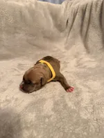 Sookie, a female American Bully for sale in Bowie, MD – 8 of 10