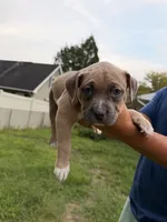 Sookie, a female American Bully for sale in Bowie, MD – 4 of 10