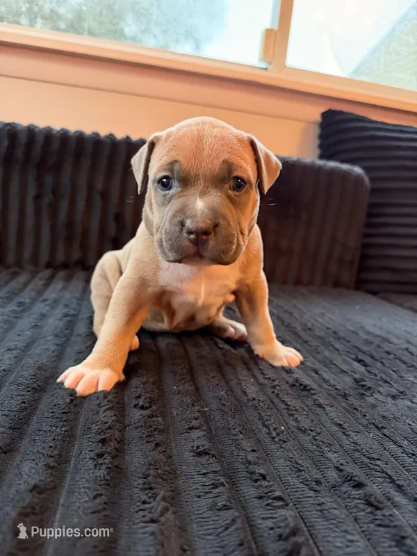 Smut Yellow Collar – American Bully puppy for sale in Bowie, MD