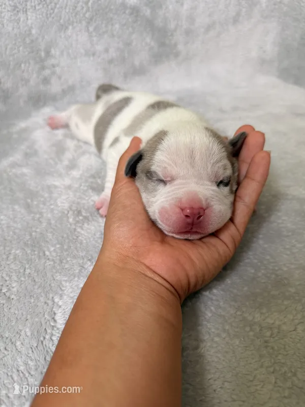 Red Collar – American Bully puppy for sale in Bowie, MD