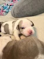 Piebald Merle Red Collar, a male American Bully for sale in Bowie, MD – 3 of 10