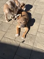 Sookie, a female American Bully for sale in Bowie, MD – 2 of 10