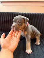 Merlin, a female American Bully for sale in Bowie, MD – 2 of 10
