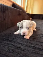 Diane, a female American Bully for sale in Bowie, MD – 3 of 10