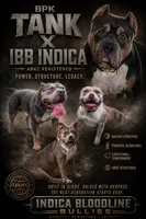 Yellow Collar, a female American Bully for sale in Bowie, MD – 6 of 10
