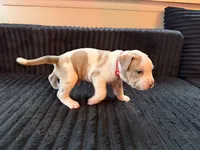 BAN, a male American Bully for sale in Bowie, MD – 2 of 10