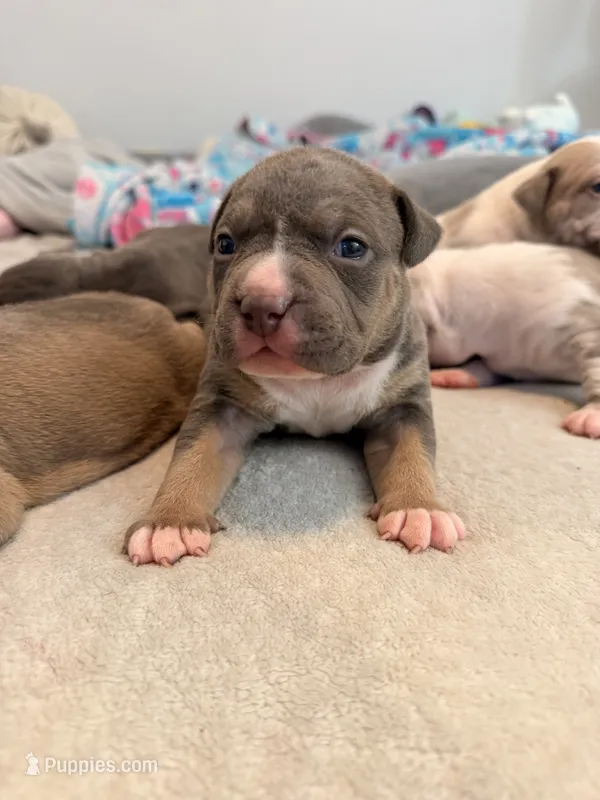 Pink Collar – American Bully puppy for sale in Bowie, MD