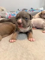 Blue Tri Pink Collar, a female American Bully for sale in Bowie, MD – 1 of 10