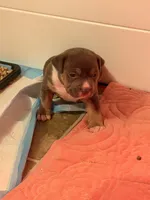 Blue Tri Pink Collar, a female American Bully for sale in Bowie, MD – 2 of 10