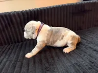 Diane, a female American Bully for sale in Bowie, MD – 4 of 10