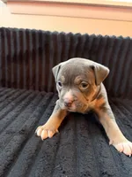 Merlin, a female American Bully for sale in Bowie, MD – 4 of 10