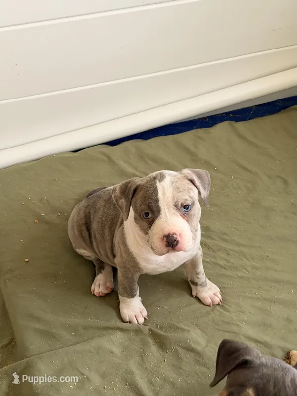 Diane – American Bully puppy for sale in Bowie, MD