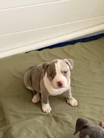Diane, a female American Bully for sale in Bowie, MD – 1 of 10