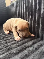 Smut Yellow Collar, a female American Bully for sale in Bowie, MD – 2 of 10