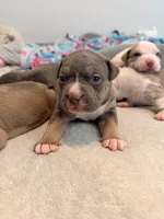 Blue Tri Pink Collar, a female American Bully for sale in Bowie, MD – 3 of 10