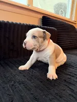 BAN, a male American Bully for sale in Bowie, MD – 4 of 10