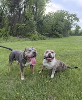 Pink Collar, a female American Bully for sale in Bowie, MD – 8 of 9
