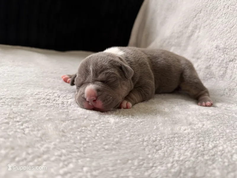 Pink Collar – American Bully puppy for sale in Bowie, MD