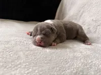 Pink Collar, a female American Bully for sale in Bowie, MD – 1 of 9