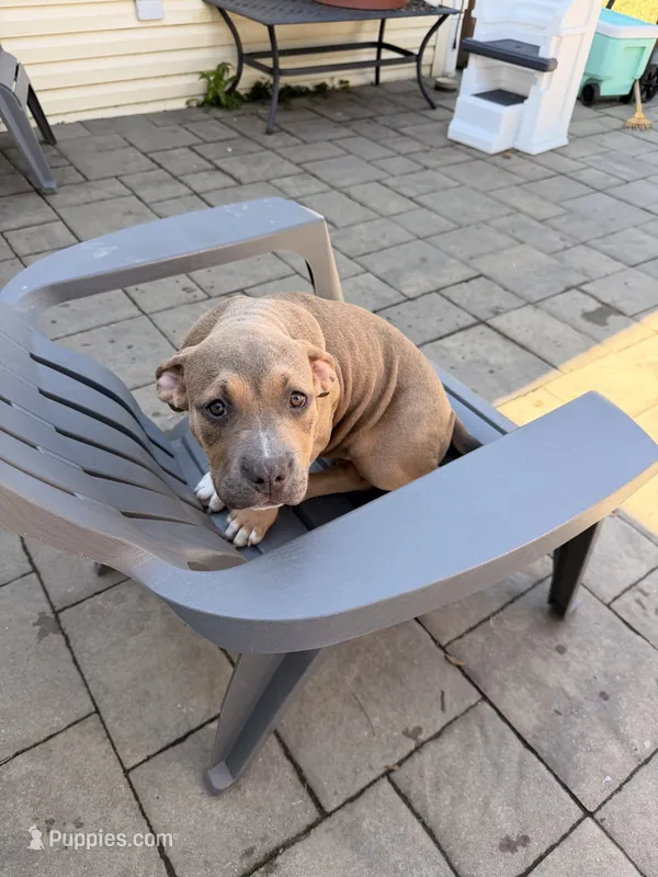 Sookie – American Bully puppy for sale in Bowie, MD
