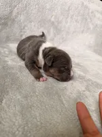 Pink Collar, a female American Bully for sale in Bowie, MD – 2 of 9
