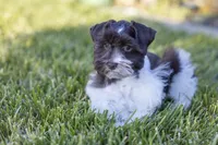 Teddy, a male Miniature Schnauzer for sale in San Jose, CA – Photo 2 of 4