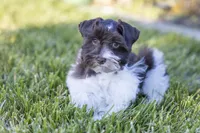 Teddy, a male Miniature Schnauzer for sale in San Jose, CA – Photo 1 of 4