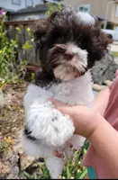 Pluto, a male Miniature Schnauzer for sale in San Jose, CA – Photo 5 of 8