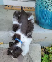 Pluto, a male Miniature Schnauzer for sale in San Jose, CA – Photo 3 of 8