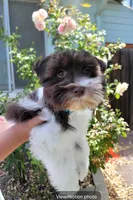 Pluto, a male Miniature Schnauzer for sale in San Jose, CA – Photo 2 of 8