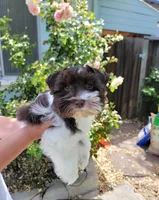 Pluto, a male Miniature Schnauzer for sale in San Jose, CA – Photo 1 of 8