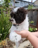 Pluto, a male Miniature Schnauzer for sale in San Jose, CA – Photo 6 of 8