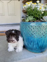 Pluto, a male Miniature Schnauzer for sale in San Jose, CA – Photo 4 of 8